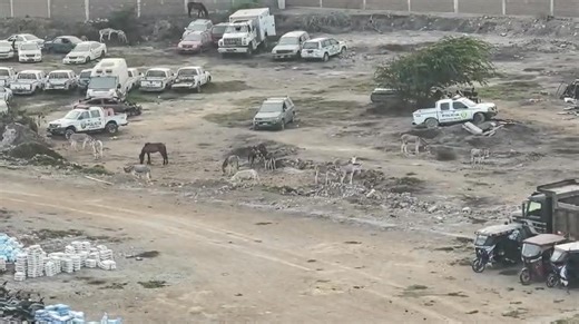 40K views · 182 reactions | BURRITOS RESCATADOS DEL CAMAL CLANDESTINO EN TRUJILLO NO ESTARÍAN SIENDO BIEN ALIMENTADOS SEGÚN VECINOS "Desde mi ventana, en la Av. Juan Pablo II, cerca del grifo PGYG (al final del Paseo de las Aguas, en Trujillo), puedo ver caballos y burritos dentro de un depósito de vehículos. No parece que tengan acceso a agua, heno ni alfalfa. Solo cuentan con pasto seco y marchito, que no es alimento adecuado para ellos". | Ozono Televisión | Facebook