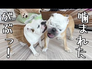 世界一の強度の割に、クセが強よすぎてワンプロが組体操になるブルドッグのぶるまるこ