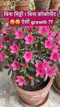 Azalea plant potting mix/how to azalea growing at home/ azaleas are tips#shorts #gardening #azalea