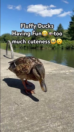 Cutest Ducks Ever! 🦆🌿 Walking by the River #ducks