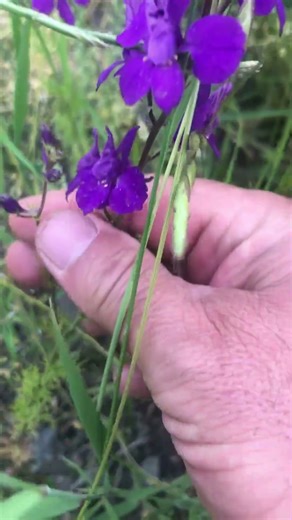 Güzelliğine Aldanmayın! Bu Çiçek Zehirli Hazeran Çiçeği Delphinium hispanicum