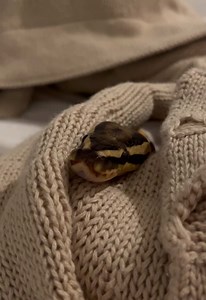 peek a boo 👻 #ballpython #reptilesoftiktok #snakesoftiktok #snake | Corn Snake