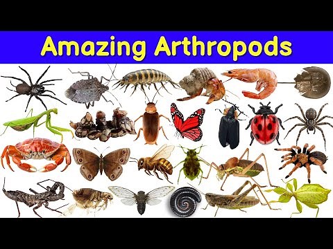 Amazing Arthropods | Arthropods🐛- Tiny Superheroes of Nature | Meet the Bugs, Spiders & Crustaceans