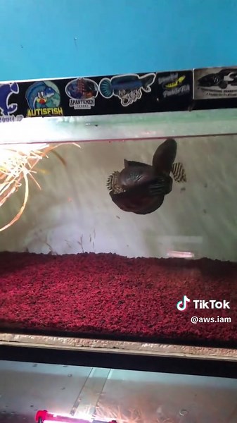 Channa Auranti: Memahami Ikan Cantik dari Indonesia