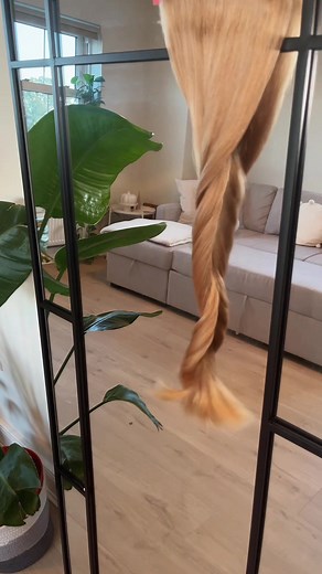 2 YEARS OF COLLECTING MY HAIR 💥 | #hair #hairtok #blondehair #GenshinImpact32 #fyp #foryou #haircollector #haircollection #haircollecting #hairtransformation #longhair #2years