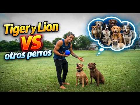 Así se relacionan Tiger y Lion con otros Perros 🐶✅
