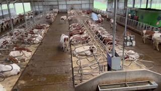 FeedingSignals- what are the cows telling you? https://www.cowsignals.com/en/online_courses/feedingsignals | CowSignals Training Company