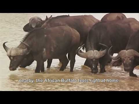 The Mighty African Buffalo: A Kid's Guide