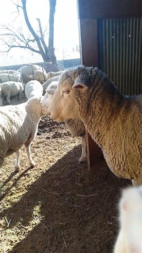 My Sheep Is Scared Of A Kitten