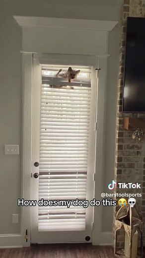 Spider Dog Hilariously Crawls Up Wall