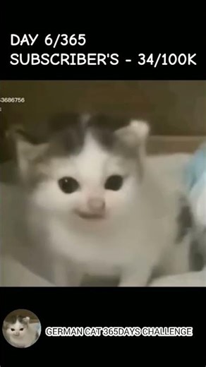 German cat speech #kitten #viral #memes #cat #catmemes #german
