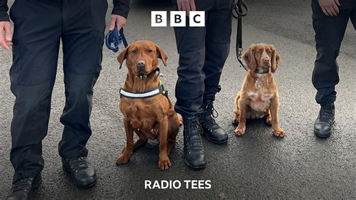Durham Police dogs sniff out sex offenders' devices - BBC Sounds