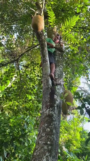 Climbing HIGH to Harvest Giant Jackfruits! 🌳😱 #shorts
