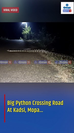 616K views · 3.6K reactions | #reels Big Python Crossing Road At Kadsi, Mopa... #mopa #python #crossingroad #kadsi #viralvideo #goa #goanewsupdates #goanews #konkaninews #dainikgomantak #news | Dainik Gomantak TV | Facebook