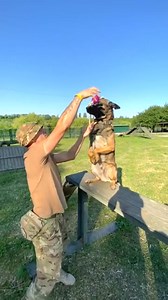 7.6K views · 642 reactions | Trainer dog military ❤️❤️ #dogtactical #trending #fyp #tactical #hundevideos #k9training #military #dog #hundetraining | K-9 Guards | Facebook