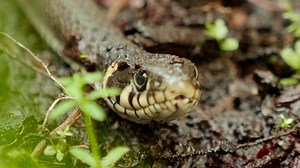 Intense Encounter: Snake Hissing and Warning with Tongue Display Brace yourself for an intense encounter as we bring you a video capturing a snake hissing and warning, showcasing its remarkable tongue display. Observe as this fascinating creature extends its forked tongue, a behavior that serves as a warning to potential threats. Feel the tension in the air as the snake communicates its presence and asserts its dominance. Join us on this captivating journey into the world of snakes as we witness