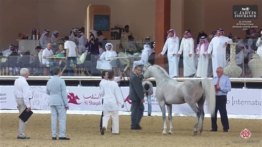🇶🇦 Al Shaqab International Arabian Horse Show 2025 🇶🇦 Senior Stallions Championship (Class SSC) GOLD CHAMPION is N 266 – WAJEEH ALJASSIMYA ( WADEE AL SHAQAB x RP MISS SURPRISE ) Breeder: ALJASSIMYA FARM Owner: FADIA ABDEL RAHMAN IBRAHIM | Arabian Essence di Elvis Giughera