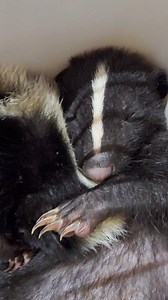 Si j'arrivais à dormir, je ferais comme Virus et Microbe. Je plongerais dans mes rêves et j'enverrais promener les âmes impures (pour rester poli). Ces bébés sont vraiment victimes de cruauté. If I was able to sleep, I would do just like Virus and Microbe. Dive in my dreams and send to hell these ugly souls. These babies are truly victims of cruelty. Parce que nous avons la faune à cœur ❤️ #love #animals #wildlife #nature #baby | Jean-Yves Lemay