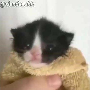 Gato grita NOOOOO (meme)