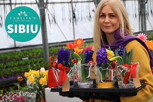 40K views · 742 reactions | 2,6 Ron lalaleaua? Alaturi de Zambile, Narcise, Branduse... 50.000 flori de primavara pentru Sibieni, produse in Sibiu! | Pepiniera Sibiu - Sera Camelia's | Facebook