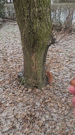 Oliver’s strange behavior #squirrel #shorts #eichhörnchen #cuteanimals