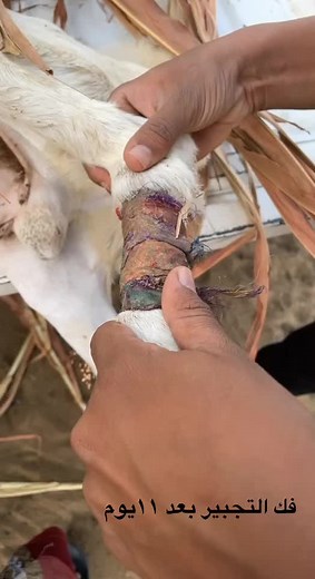 Caring for Your Goat's Injured Leg: A Guide