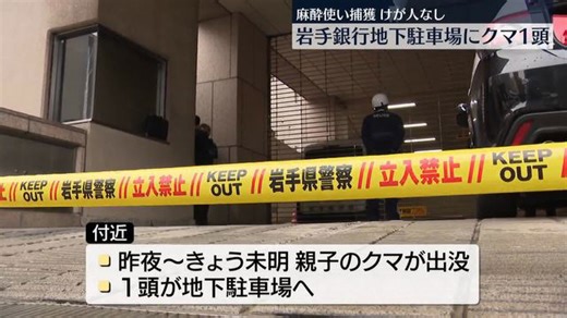 岩手銀行本店の地下駐車場にクマ1頭…麻酔使い捕獲される けが人なし 盛岡市