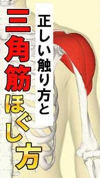 【理学療法士×整体】三角筋の正しい触り方とほぐし方
