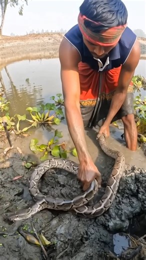 কাদার মধ্যে অজগর সাপ #short #ajogor#foryou