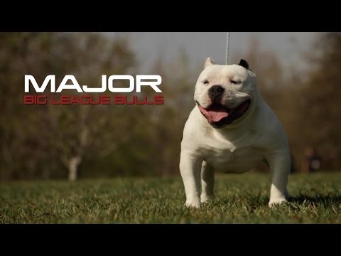 American bully - major