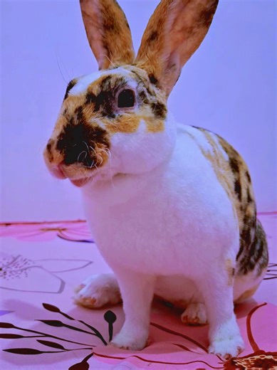I'm so sad..kaki jojo lagi sakit kena scabies 🥲 tapi sudah suntik sama diobatin .semoga kaki jojo cepat sembuh ya Allah amin #follow #rabbit #bunny #love #like