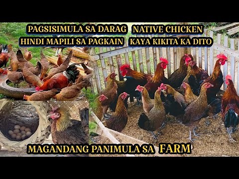 DARAG NATIVE CHICKEN MAGANDANG PANIMULA SA FARM | KAHIT WALA KA PANGBILI NG FEEDS PWEDING KUMITA