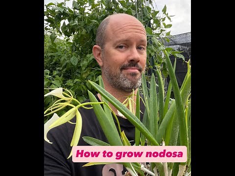 Brassavola nodosa Care Guide - Light, Water, Potting, and Habitat Explained