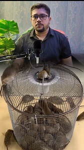 1.6M views · 15K reactions | Ultimate Rat-Free Home Trick Disclaimer: This video is only for educational and awareness purposes. The method shared is a traditional home remedy and results may vary from house to house. Always keep such mixtures away from children and pets. For severe infestations, consult a professional pest control expert. #HomeHacks #RatControl #PestFreeHome #SafeRemedy | Dr. Cardio | Facebook