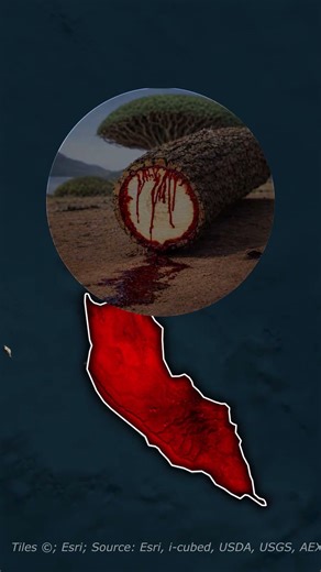 An Alien Planet on Earth: Socotra Island! 🌍🛸 #geography #mapanimation #shorts