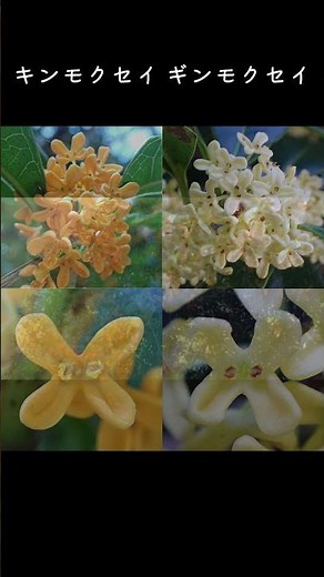 30秒植物紹介【銀木犀(ギンモクセイ)】 #自然観察 #30秒植物紹介 #gardening