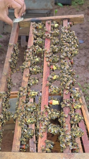 Check the new queen bee in the newly created old hive. | Phary BeeKeeper