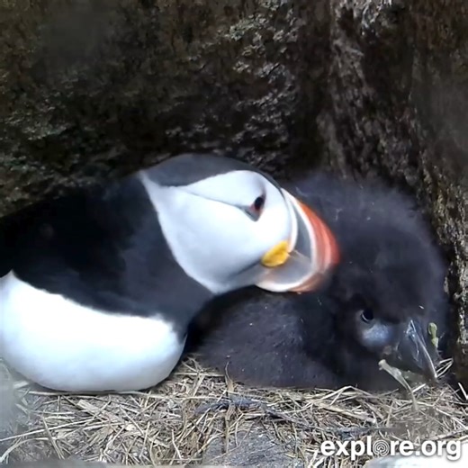 Nothing like a spa day. Our caring puffin burrow parent makes sure their puffling is preened to perfection. | explore.org