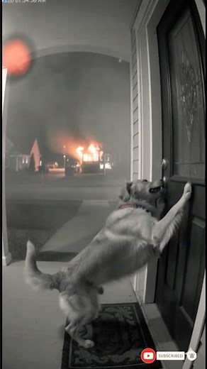 Abandoned Dog Rescues Elderly Man From Fire | Real CCTV Rescue Footage | Buddy the Golden Retriever