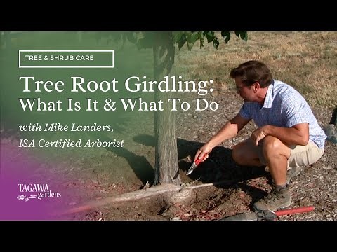 Tree Root Girdling--What Is It & What to Do by Tagawa Gardens & Mike Landers, ISA Certified Arborist