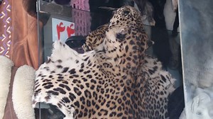 Despite Ban, The Hunt Goes On For Rare Afghan Animals