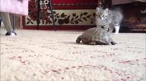 1.4K reactions · 930 shares | Tortoise terror | Adorable Kittens | Facebook
