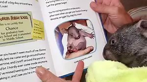 17K views · 640 reactions | NEW book about true tales of rescue. Welcome Wombat is set at the sanctuary, written by Kama Einhorn. Just published and a great book for all animal loving children with heaps of educational tips along the way for wombats. Purchase at link below. https://www.amazon.com/Welcome-Wombat-True-Tales-Rescue/dp/1328767027/ref=sr_1_1?ie=UTF8&qid=1544332747&sr=8-1&keywords=welcome+wombat | Sleepy Burrows Wombat Sanctuary | Facebook