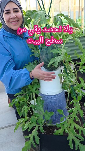 زراعة البطيخ على الأسطح: خطوات ناجحة لحديقة منزلية