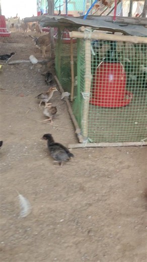KY Farm Hub on Instagram: "Healthy 7-Day-Old Chicks in Brooding Cage 🐥🔥 Here’s a closer look at our 1-week-old country chicks at KY Country Chicken Farm! 🐥✨ At this age, chicks need warmth, clean space, proper feed, and fresh water every few hours. In this video, you will see how we maintain our brooding cage with good hygiene, correct temperature, and safe spacing. What you’ll see: ✔️ Healthy 7-day-old chicks ✔️ Clean brooding cage ✔️ Proper feeder & water setup ✔️ Good airflow and clean env