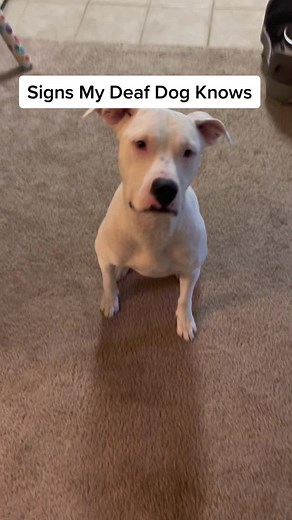 Sign Language Training for Deaf Dogs