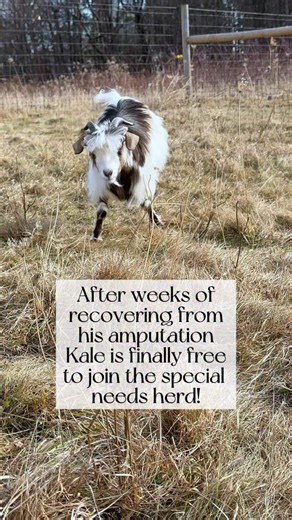 ICYMI, Kale suffered a severe injury to his achilles tendon and eventually had to undergo an amputation of limb when all attempt to save the leg failed. After several weeks of stall rest followed by extremely cold weather that kept our special needs crew inside their heated barn, we were finally able to let Kale out with our special needs herd. He was SO happy to be out in the pasture, running, meeting new friends, and seeing how strong and brave he is on three legs. He was particularly drawn to