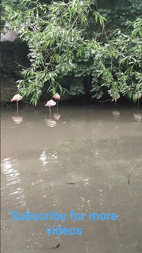 Beautiful flamingos at the zoo colours, calm vibes, and pure nature magic #zoo #uk #nature_lover_sl