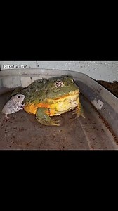 117K views · 1.1K reactions | Bullfrog Eating Hamster In Water | Insect Forest | Facebook