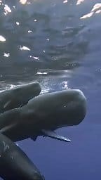 The Sperm Whale , largest toothed animal on earth. 🐳🐋. #spermwhale #whales #whale #whalewatching #uwphotography #underwaterphotography #diving #scuba #marinelife #NatureWonders #UW #marriedlife #reelsvideoシ #underwaterworld #virals #underwaterlife #underwatervideo | Scuba Diving Holidays